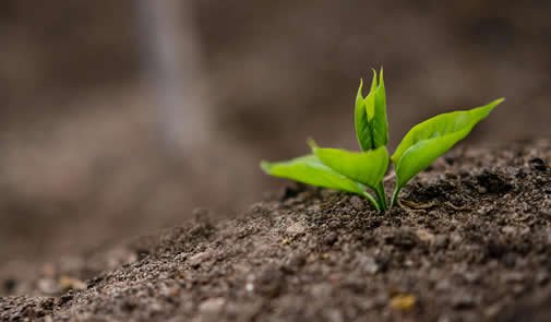 Tutti i benefici nell'utilizzo di un fertilizzante 100% naturale biologico