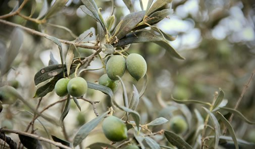 Humus di Lombrico per Uliveti
