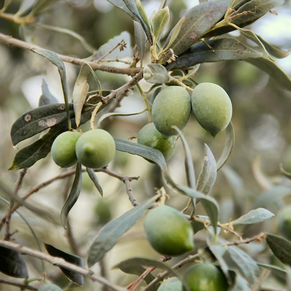 Humus di Lombrico per Uliveti