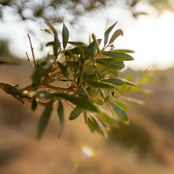 Humus di Lombrico per Uliveti