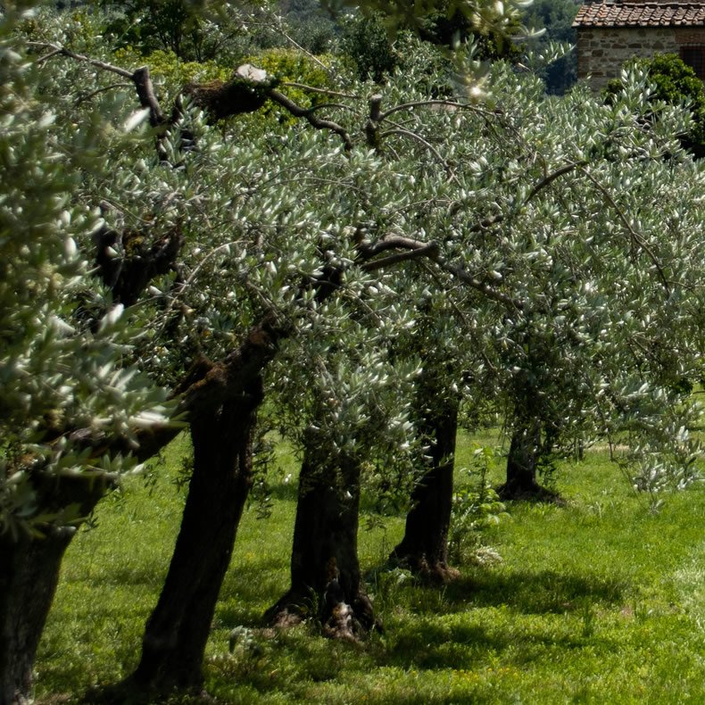 Humus di Lombrico per Uliveti