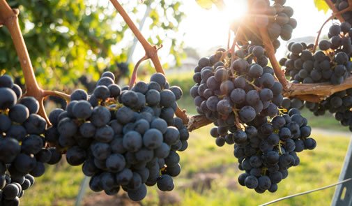 Humus di Lombrico per Vigneti