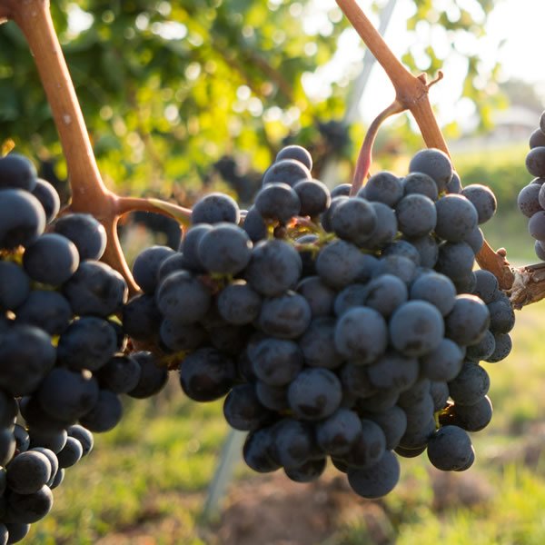 Humus di Lombrico per Vigneti