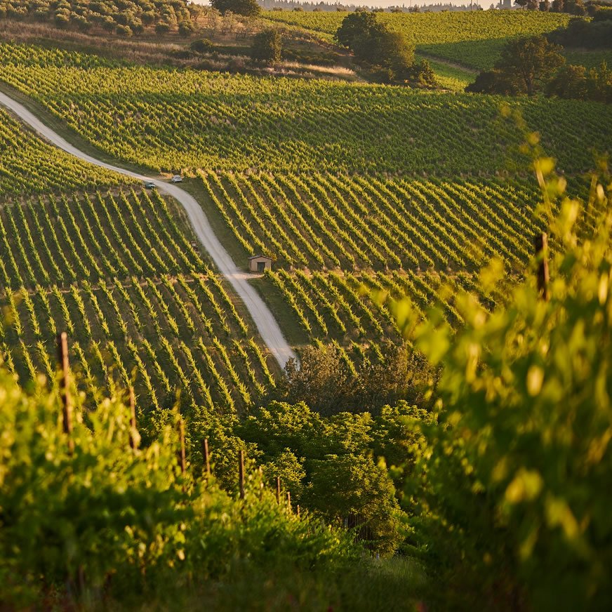 Dosaggi Raccomandati e Modalità di Applicazione Vigneti