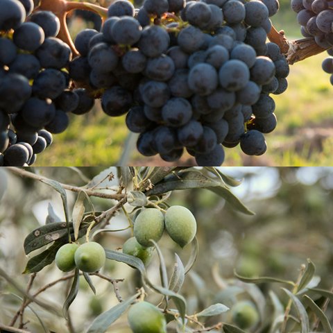 Humus di Lombrico per Vigneti e Uliveti